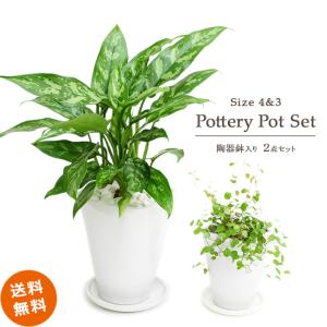 ミニ パキラの通販 Au Pay マーケット