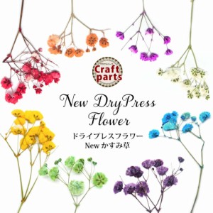 押し花 ドライ プレス フラワー New かすみ草 5本入り