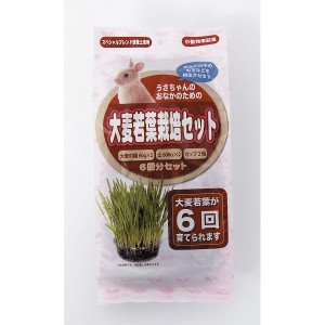 （まとめ買い）アラタ うさちゃん用 大麦若葉栽培セット 6回分 〔×5〕