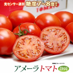 アメーラ トマト (約900g) 静岡産 秀品 フルーツトマト とまと 高糖度 甘い フルーツ 食品 野菜 きのこ トマト ギフト 贈答 お歳暮 御歳