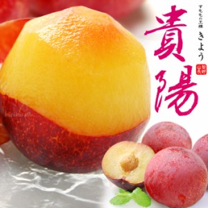 貴陽 プラム (7-12玉/約1.8kg) 山梨・長野産 秀品 きよう 国産 すもも スモモ ぷらむ plum 食品 フルーツ 果物 プラム 贈答 ギフト 御中