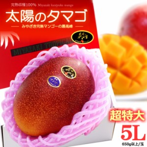 太陽のタマゴ (5L/約650g) 宮崎産 秀品 太陽のたまご たいようのたまご 宮崎完熟マンゴー 国産マンゴー アップルマンゴー アーウィン種 m