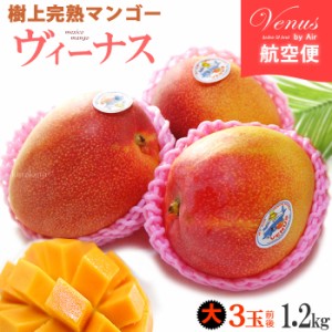 ヴィーナスマンゴー (3-4玉/約1.2kg) メキシコ産 メキシコマンゴー マンゴー ヘイデン ケント mango 輸入 高糖度 甘い 高級 食品 フルー