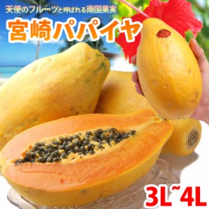 宮崎 パパイヤ 3L-4L (約2kg) 宮崎産 秀品 大玉 ギフト 贈答 国産 完熟 パパイヤ パパイア サンライズソロ 食品 フルーツ 果物 パパイヤ 