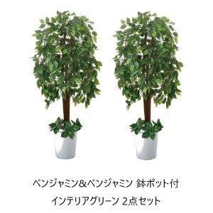 ベンジャミン 植物の通販｜au PAY マーケット