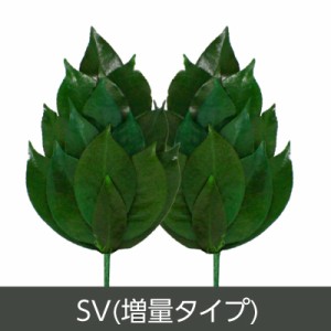 メール便・送料無料 プリザーブド 榊 さかき SVサイズ 増量タイプ 神棚 榊 さかき 枯れない 枯れない榊 プリザーブドフラワー ブリザード