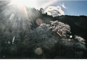 秋元隆良 奇跡の写真 薄墨桜 山の神 日常では滅多に遭遇する機会のない超自然現象を捉えた『奇跡の写真』シリーズ！