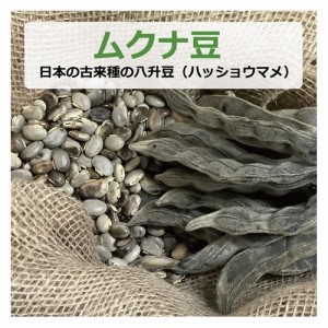 ムクナ豆 （日本の古来種の八升豆） 100g （ハッショウマメ） 【ゆうパケット対応】 【健康サポート農園】