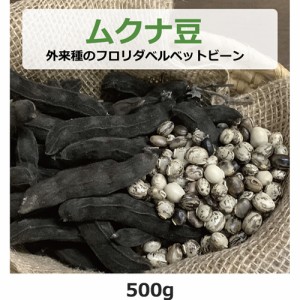 ムクナ豆（外来種のフロリダベルベットビーン） 500g 【ゆうパケット送料無料】 【健康サポート農園】
