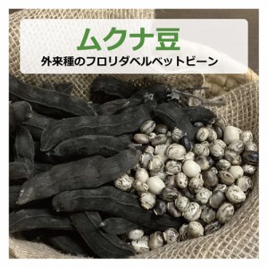 ムクナ豆（外来種のフロリダベルベットビーン） 100g 【健康サポート農園】【ゆうパケット対応】