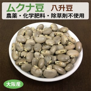 大阪産 生ムクナ豆 500g 八升豆 無農薬 無化学肥料 無除草剤 【ゆうパケット送料無料】【健康サポート農園】