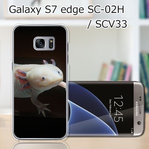 GALAXY S7 edge SC-02H ハードケース/カバー 【ウーパールーパー PCクリアハードカバー】 SCV33 共用 スマートフォンカバー・ジャケット