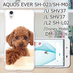 AQUOS U SHV37/EVER SH-02J ハードケース/カバー 【プードル PCクリアハードカバー】 スマートフォンカバー・ジャケット