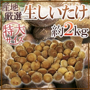 ”特大 ジャンボ生しいたけ” 約2kg 産地厳選【予約 入荷次第発送】 送料無料