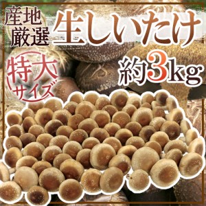 ”特大 ジャンボ生しいたけ” 約3kg 産地厳選【予約 入荷次第発送】 送料無料