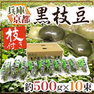 兵庫丹波 京都丹波 ”枝付き早生黒枝豆” 約500g×10pc 黒豆【予約 7月中旬以降】 送料無料