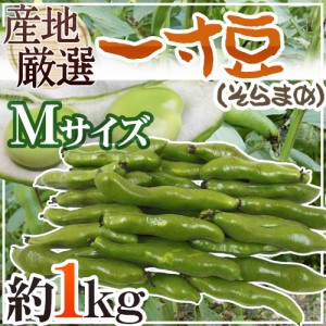 九州・和歌山産他 ”一寸豆（そら豆）” Mサイズ 約1kg【予約 4月以降】 送料無料