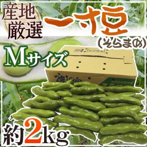 九州・和歌山産他 ”一寸豆（そら豆）” Mサイズ 約2kg【予約 4月以降】 送料無料