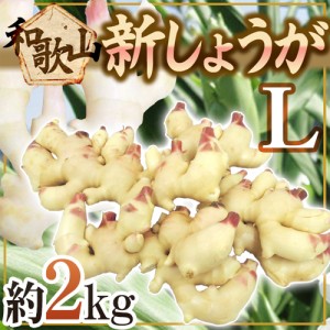 和歌山県産 ”新しょうが” 秀品 Lサイズ 約2kg【予約 6月下旬以降】 送料無料