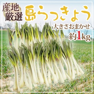 沖縄・鹿児島・産地厳選 ”島らっきょう” 大きさおまかせ 約1kg【予約 入荷次第発送】 送料無料