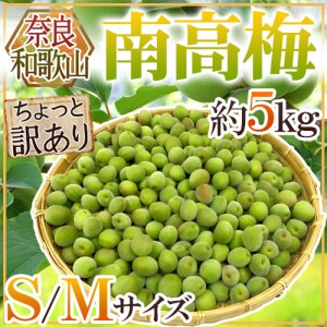 奈良・和歌山産 ”南高梅” ちょっと訳あり S/M 約5kg【予約 6月初旬以降】 送料無料