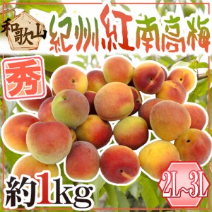 紀州・和歌山産 ”紅南高梅” 秀品 2L〜3L 約1kg《10キロ以上ご購入で送料無料》【予約 5月下旬以降】