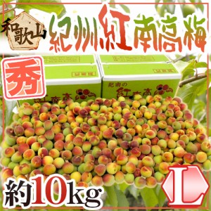 紀州・和歌山産 ”紅南高梅” 秀品 L 約10kg【予約 5月下旬以降】 送料無料