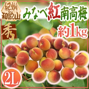 紀州・和歌山産 ”みなべ紅南高梅” 秀品 2L 約1kg【予約 5月末以降】