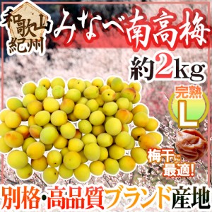 紀州・和歌山産 ”みなべ南高梅 熟梅” 秀品 L 約2kg【予約 6月以降】 送料無料