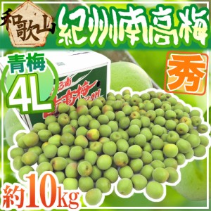 紀州・和歌山産 ”南高梅 青梅” 秀品 4L 約10kg【予約 5月中旬以降】 送料無料