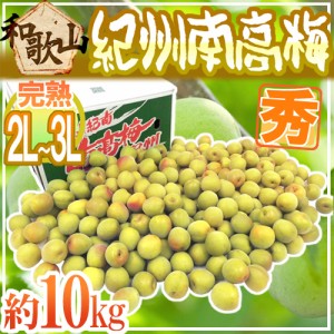 紀州・和歌山産 ”南高梅 完熟” 秀品 2L〜3L 約10kg【予約 6月以降】 送料無料