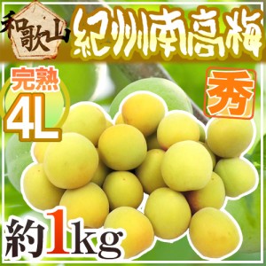 紀州・和歌山産 ”南高梅 完熟” 秀品 4L 約1kg《10キロ以上ご購入で送料無料》【予約 6月以降】