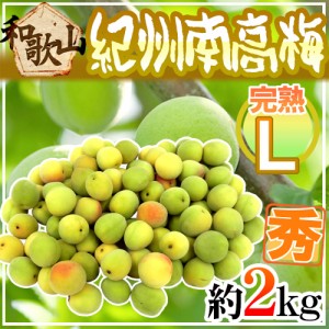 紀州・和歌山産 ”南高梅 完熟” 秀品 L 約2kg【予約 6月以降】 送料無料