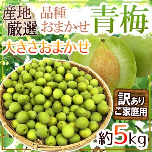 ”青梅” 訳あり 約5kg 産地厳選 品種おまかせ 大きさおまかせ【予約 5月末以降】 送料無料