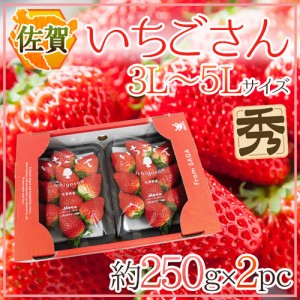 佐賀 ”いちごさん” 秀品 3L〜5Lサイズ 約250g×2パック 化粧箱【予約 12月以降】 送料無料