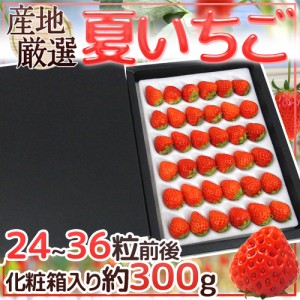 ”夏いちご” 化粧箱入 24〜36粒前後 約300g 産地厳選【予約 6月下旬以降】 送料無料