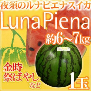 高知県夜須町 ”ルナピエナ” 1玉 約6〜7kg 金時、祭ばやしなど【予約 4月末以降】 送料無料