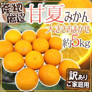 ”甘夏みかん” 訳あり Lサイズ以上 約5kg 和歌山・愛媛 など産地厳選【予約 3月下旬以降】 送料無料