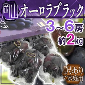 ぶどう 岡山産 ”オーロラブラック” 訳あり 3〜6房 約2kg 化粧箱【予約 7月下旬以降】 送料無料