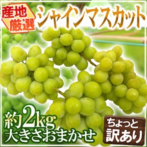 ”シャインマスカット” ちょっと訳あり 約2kg以上 大きさおまかせ 産地厳選【予約 8月末以降】