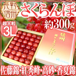 長野産 ”さくらんぼ” 3L 約300g 化粧箱入り 手詰め品 佐藤錦・紅秀峰ほか旬の品種で！【予約 5月以降】 送料無料