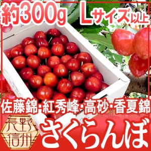 長野産 ”さくらんぼ” Lサイズ以上 約300g 化粧箱入り バラ詰め 佐藤錦・紅秀峰ほか旬の品種で！【予約 5月以降】 送料無料