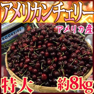 アメリカ産 ”アメリカンチェリー” 特大 約8kg【予約 5月下旬以降】 送料無料