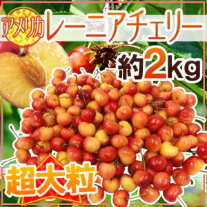 アメリカ産 ”レーニアチェリー” 超大粒 約2kg さくらんぼ【予約 6月下旬以降】 送料無料