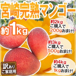 ”宮崎マンゴー” 訳あり 2〜4玉前後 約1kg《2kg購入で200g、3kg購入で500g、4kg購入で1kgおまけ》【予約 5月下旬〜6月以降】 送料無料