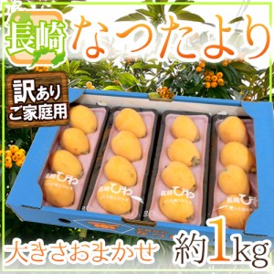 長崎県 ”なつたよりびわ” 訳あり 約250g×4pc（計約1kg） 大きさおまかせ 枇杷【予約 5月上旬以降】 送料無料