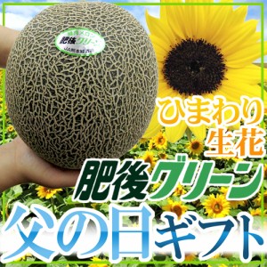 父の日ギフト ”肥後グリーンメロン” 秀品 1玉 約1.5〜2kg＋ひまわり生花1本【予約 6月9〜16日お届け予定】 送料無料