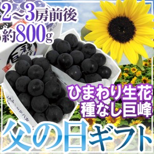 遅れてごめんね！父の日ギフト ”種なし巨峰” 秀品 2〜3房 約800g＋ひまわり生花1本【予約 6月17日以降】 送料無料