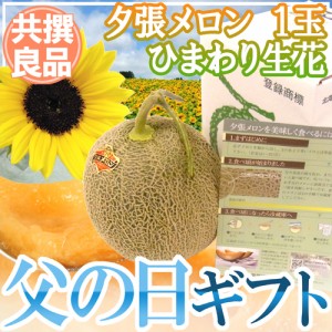 遅れてごめんね！父の日ギフト ”夕張メロン” 共撰良品 1玉 約1.6kg＋ひまわり生花1本【予約 6月17日以降】 送料無料