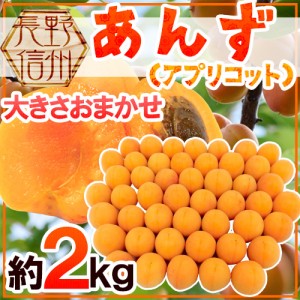 長野県 ”生あんず” 約2kg 大きさおまかせ アプリコット【予約 6月中下旬以降】 送料無料